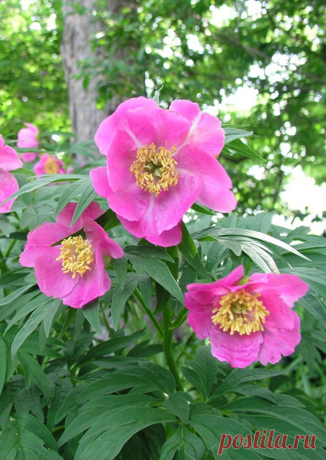 (2) Lovely roses for our beautiful group