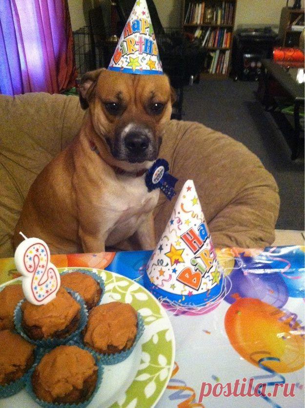 Смешные животные, отмечающие свои дни рождения