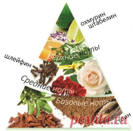 Пирамида аромата: кошмар парфюмера | Патч Ярославны | Яндекс Дзен