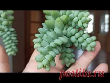 Комнатные цветы. Очиток  Моргана. Седум Бурито. Уход и размножение.