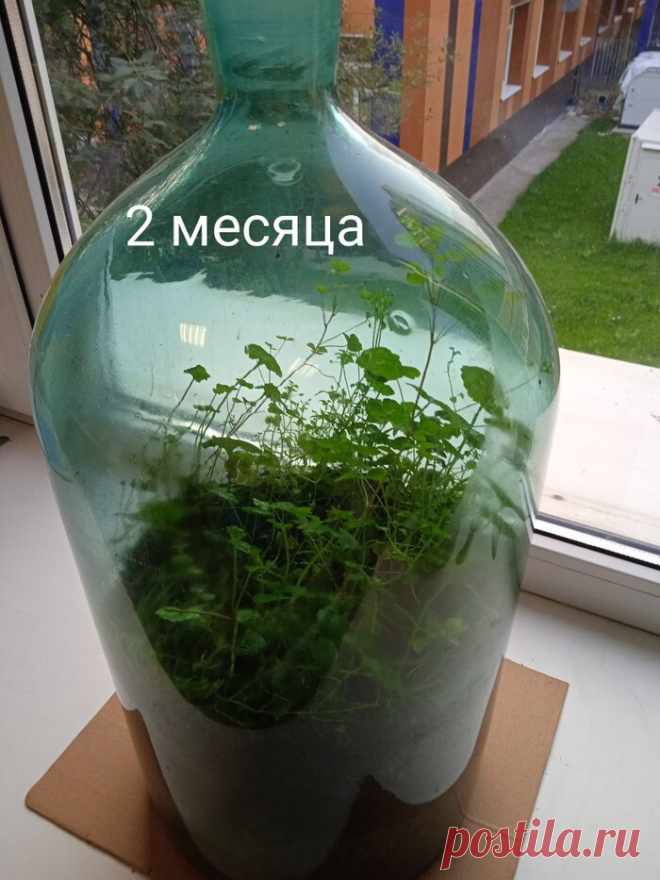 Битва растений в бутылке: прошло 2 месяца | Пикабу