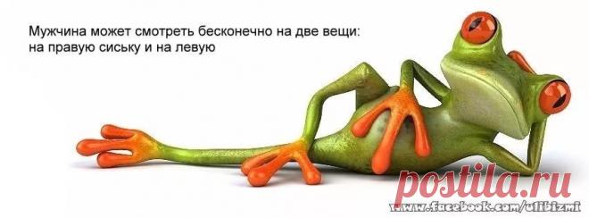 картинки лягушек прикольные: 19 тыс изображений найдено в Яндекс.Картинках