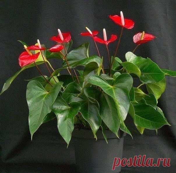 Одноклассники