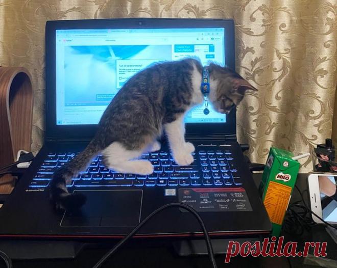 Пушистые разбойники