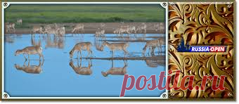 флора и фауна россии – Google Поиск