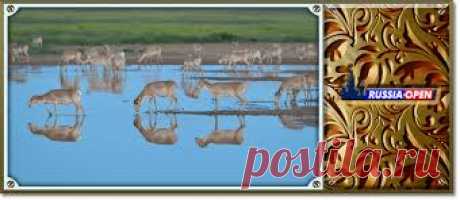 флора и фауна россии – Google Поиск