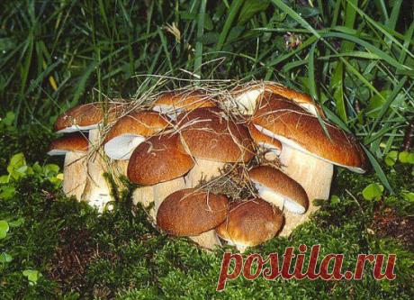 (6) Одноклассники