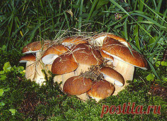 (6) Одноклассники