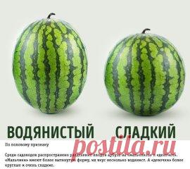 Если вы всё еще не научились правильно выбирать арбуз, а на постукивания он вам не отвечает, то эти трюки специально для вас: