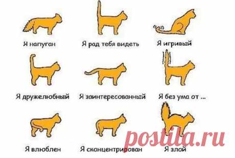 Почему коты виляют хвостом | Кот и Кошка | Яндекс Дзен