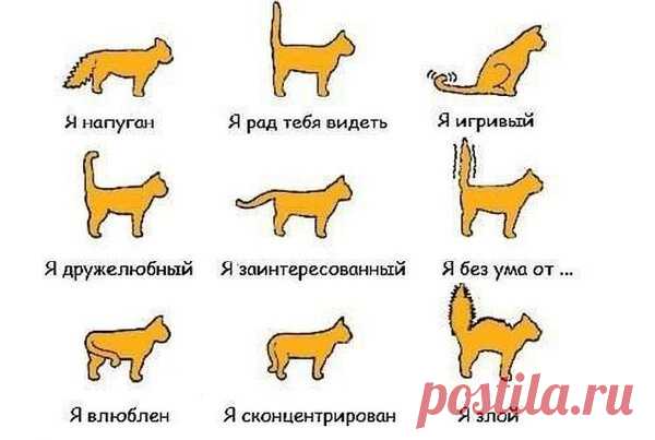 Почему коты виляют хвостом | Кот и Кошка | Яндекс Дзен