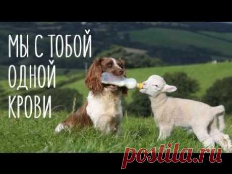 Видеокаталог
