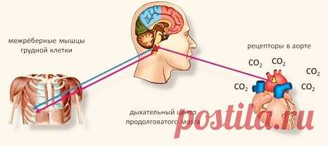Нейрогуморальная регуляция дыхательной системы: как мозг и химия управляют каждым нашим вдохом | PortalBio