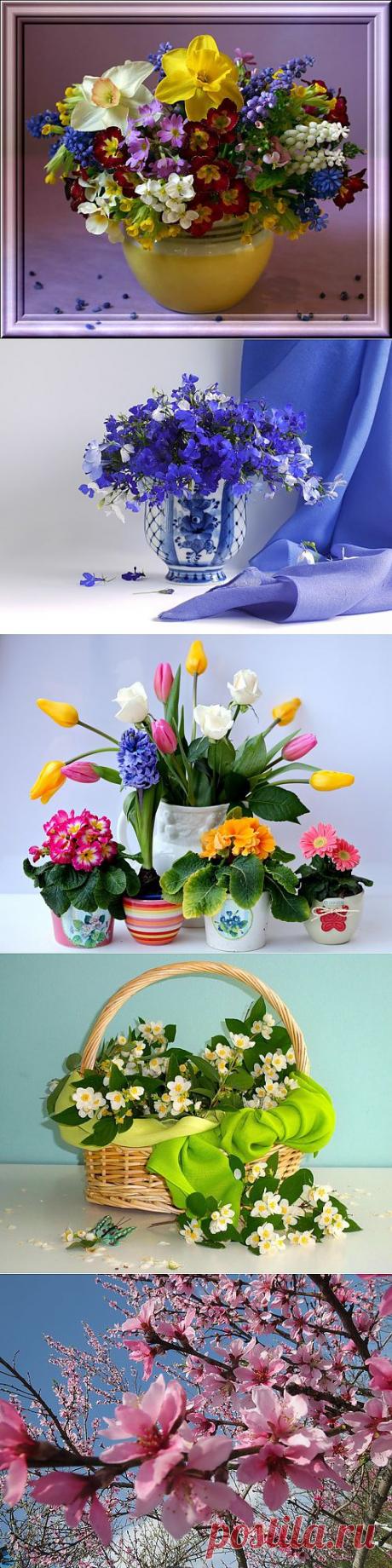 Натюрморты Весенние цветы.