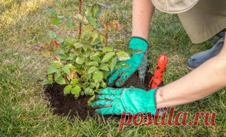 Посадка роз осенью – пошаговая инструкция для новичков | В цветнике (Огород.ru)