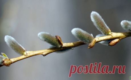 ФОТОМАСТЕРСКАЯ ПРИРОДЫ
Сергей Новиков