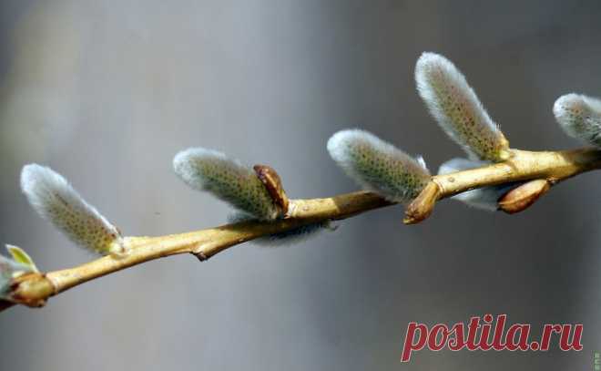 ФОТОМАСТЕРСКАЯ ПРИРОДЫ
Сергей Новиков