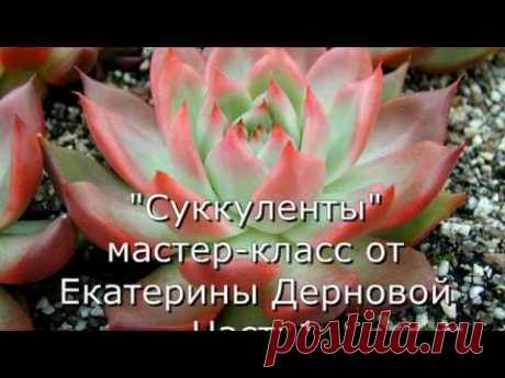 Суккуленты из фоамирана. МК от Екатерины Дерновой. Часть 1