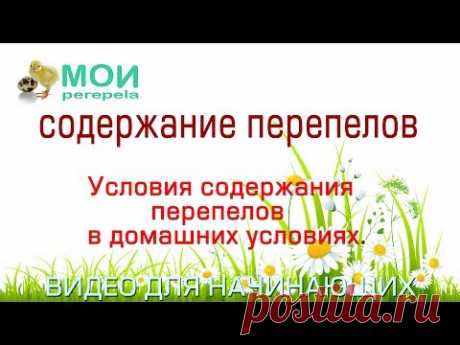 Содержание перепелов. Видео для начинающих