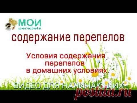 Содержание перепелов. Видео для начинающих