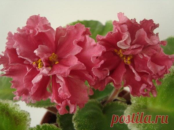 Особенности фиалки Шикарный мак