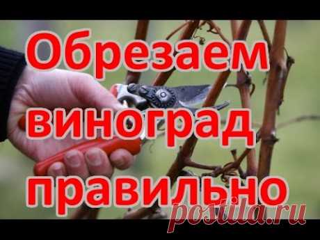 КАК ОБРЕЗАТЬ ВИНОГРАД (детальная схема обрезки винограда)