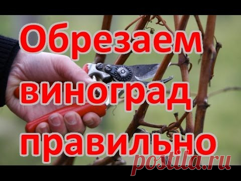 КАК ОБРЕЗАТЬ ВИНОГРАД (детальная схема обрезки винограда)