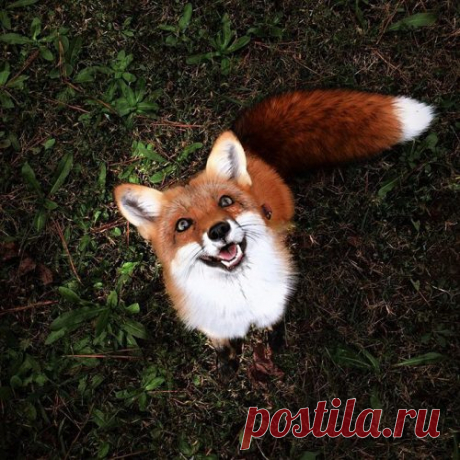 Зороастрийский гороскоп – тотемы по дате рождения. | Трикки — тесты для девочек