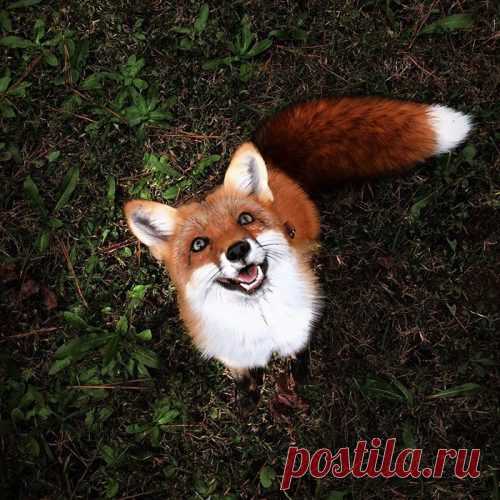 Зороастрийский гороскоп – тотемы по дате рождения. | Трикки — тесты для девочек