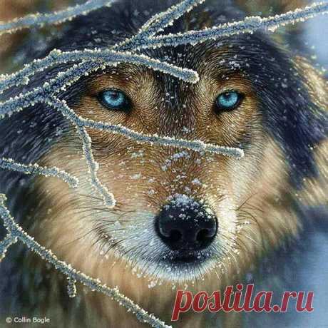 Александр Анатольевич - на Мой Мир@Mail.ru