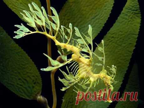 Морской конек-тряпичник
Pinterest