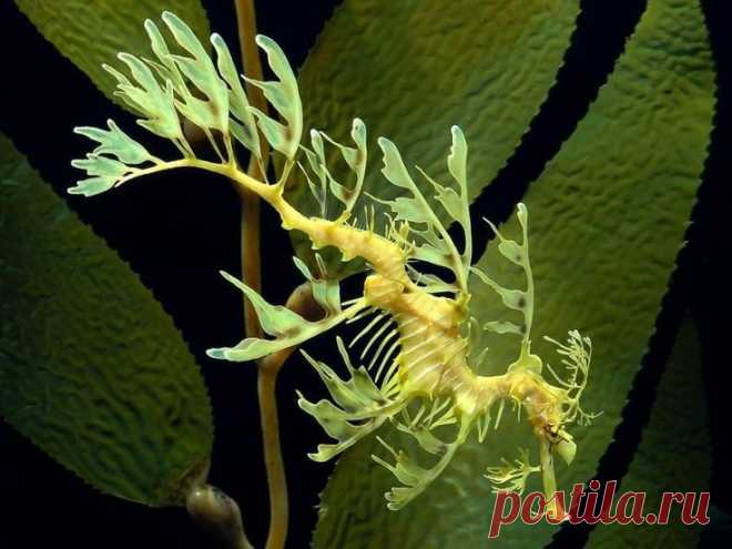 Морской конек-тряпичник
Pinterest