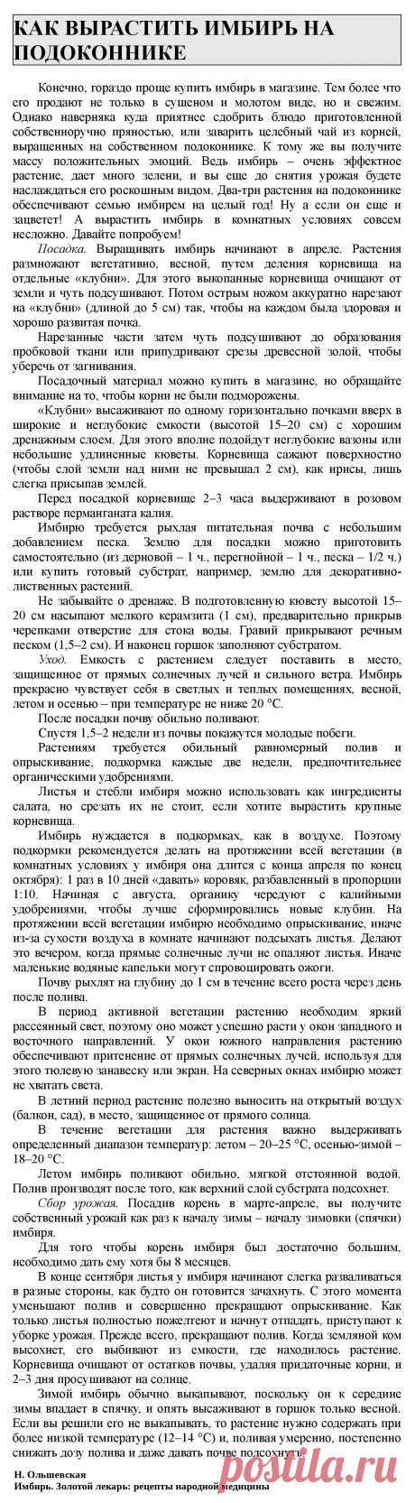 Как вырастить имбирь на подоконнике