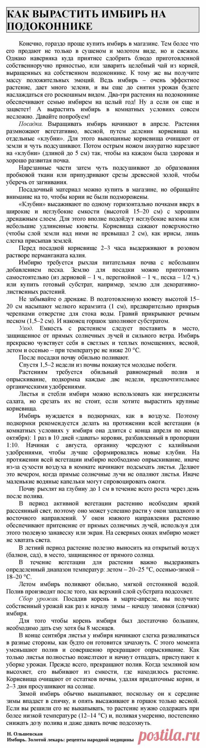 Как вырастить имбирь на подоконнике