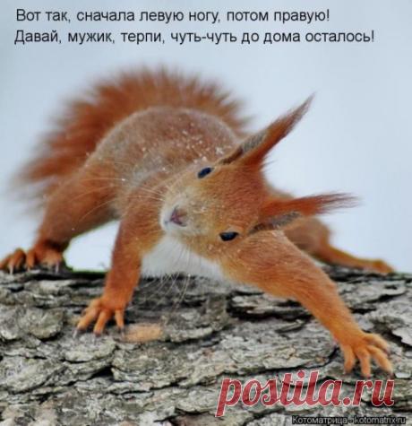 Минутка позитива: забавная котоматрица