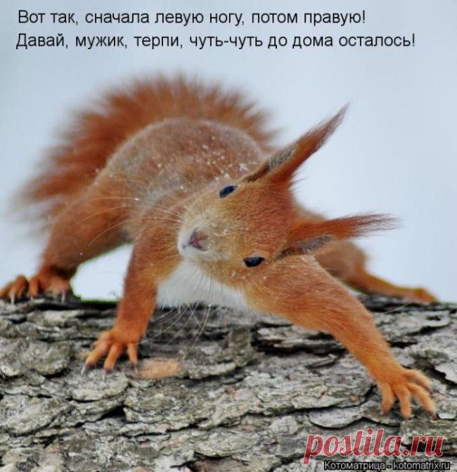 Минутка позитива: забавная котоматрица