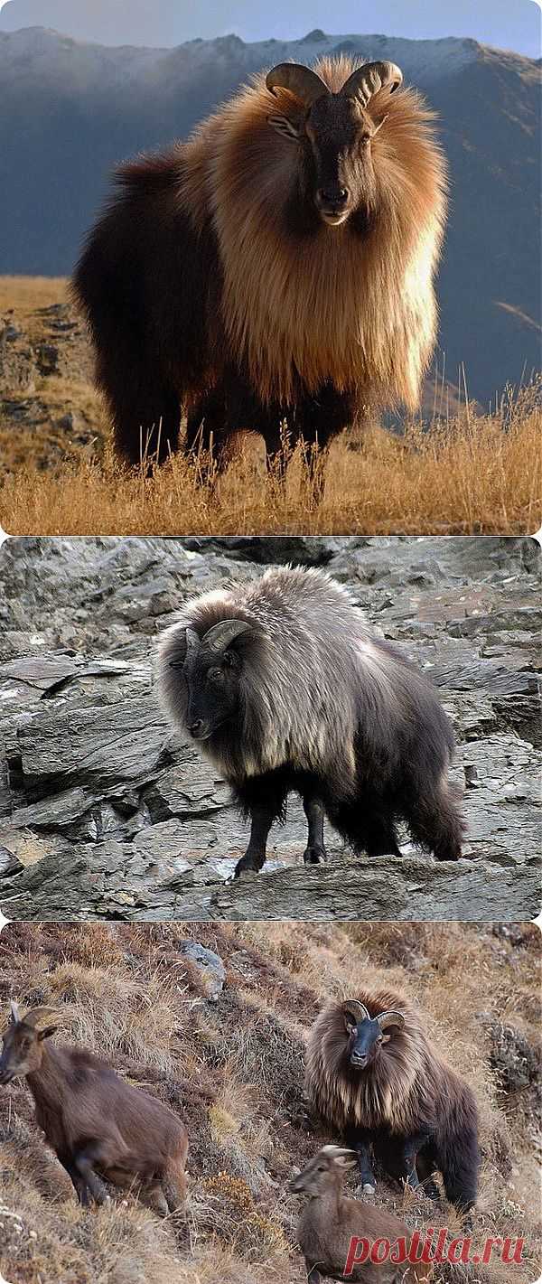 Козел, примеривший на себя чужую шубу | ЖИВОЙ УГОЛОК