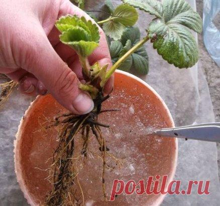 Как приготовить питательный гель для сажннцев