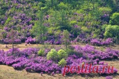 Сиреневое марево цветущего маральника (Рододендрона Ледебура). Еще больше весенних снимков нарядного Алтая можно найти в альбоме Светланы Казиной.