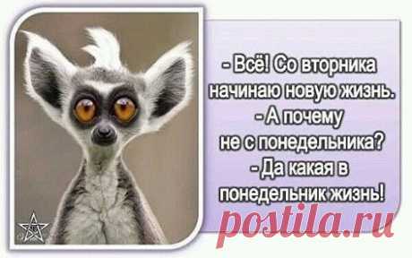 новая жизнь