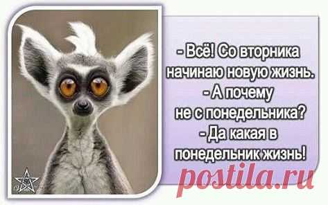 новая жизнь