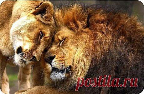 (21) Одноклассники