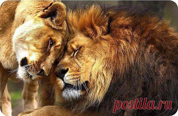 (21) Одноклассники