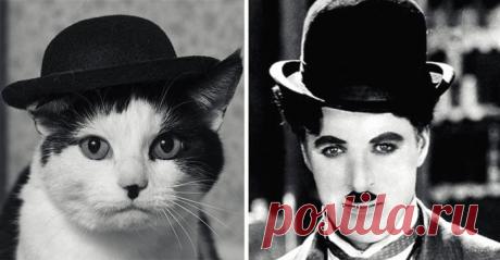 15 котов, похожих на кого угодно, только не на самих себя – Фитнес для мозга