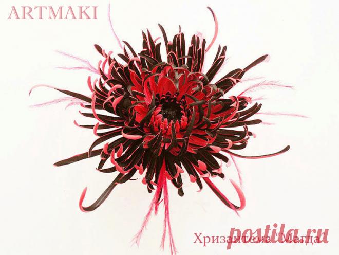 Хризантема "Магда"