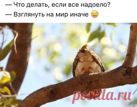 Приколы с братьями меньшими / Питомцы