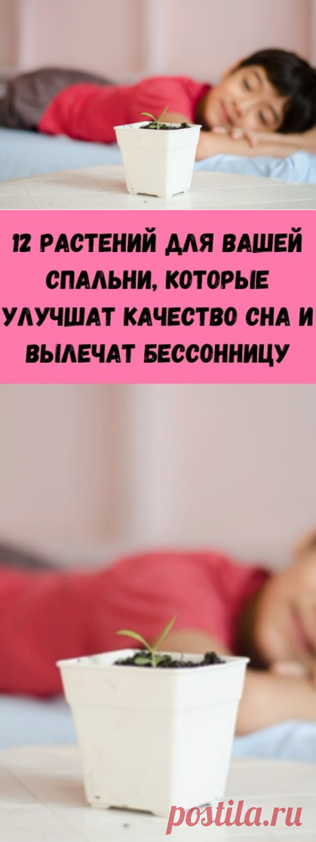 12 растений для вашей спальни, которые улучшат качество сна и вылечат бессонницу - Советы для женщин