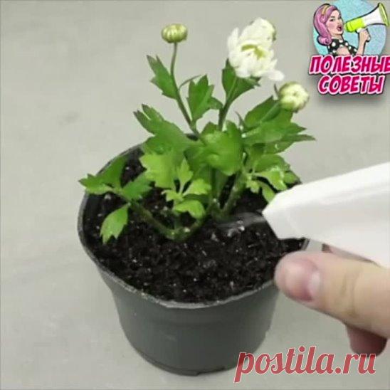 Необычное выращивание растений