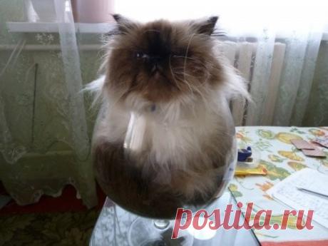 Они поместятся в любую тару.