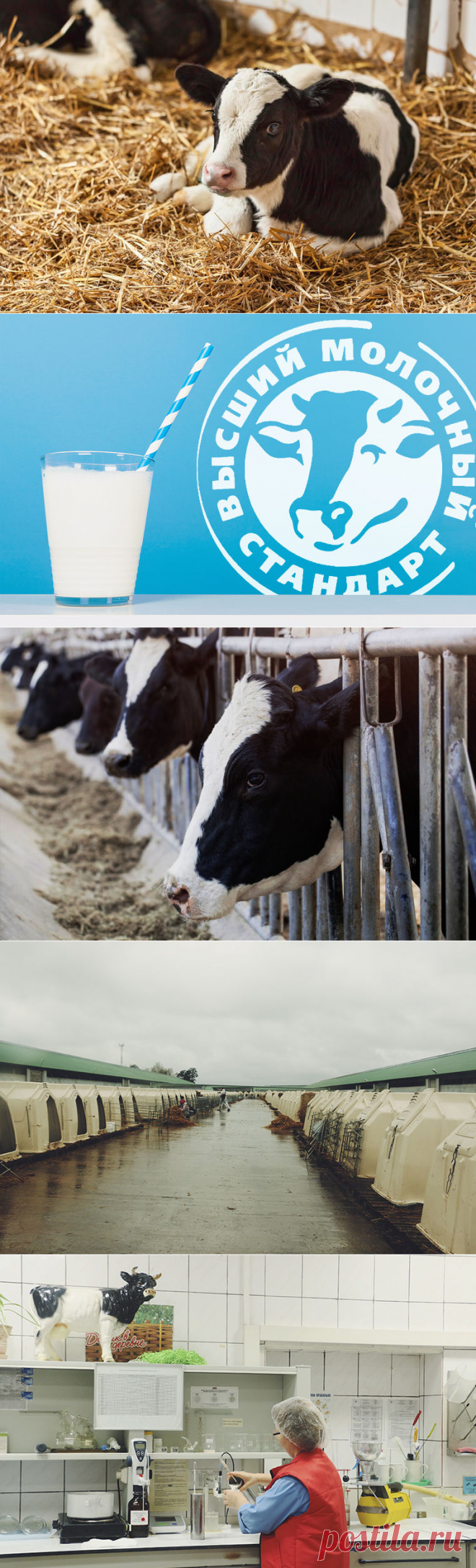 Молоко раздора / Моя Планета